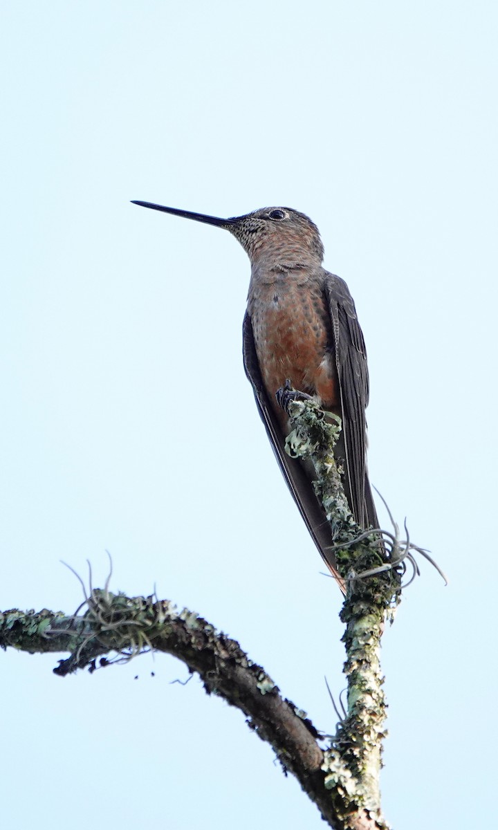 Giant Hummingbird - ML642367100