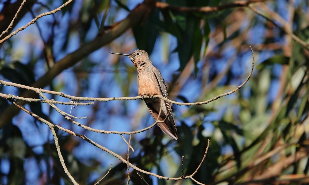 Giant Hummingbird - ML642367101