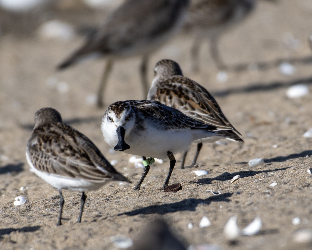 Spoon-billed Sandpiper - ML642367102