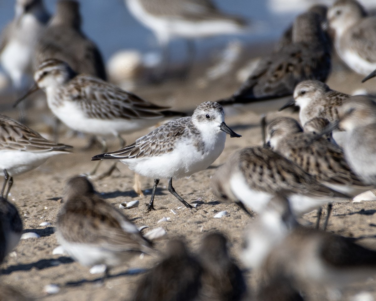 Spoon-billed Sandpiper - ML642367103