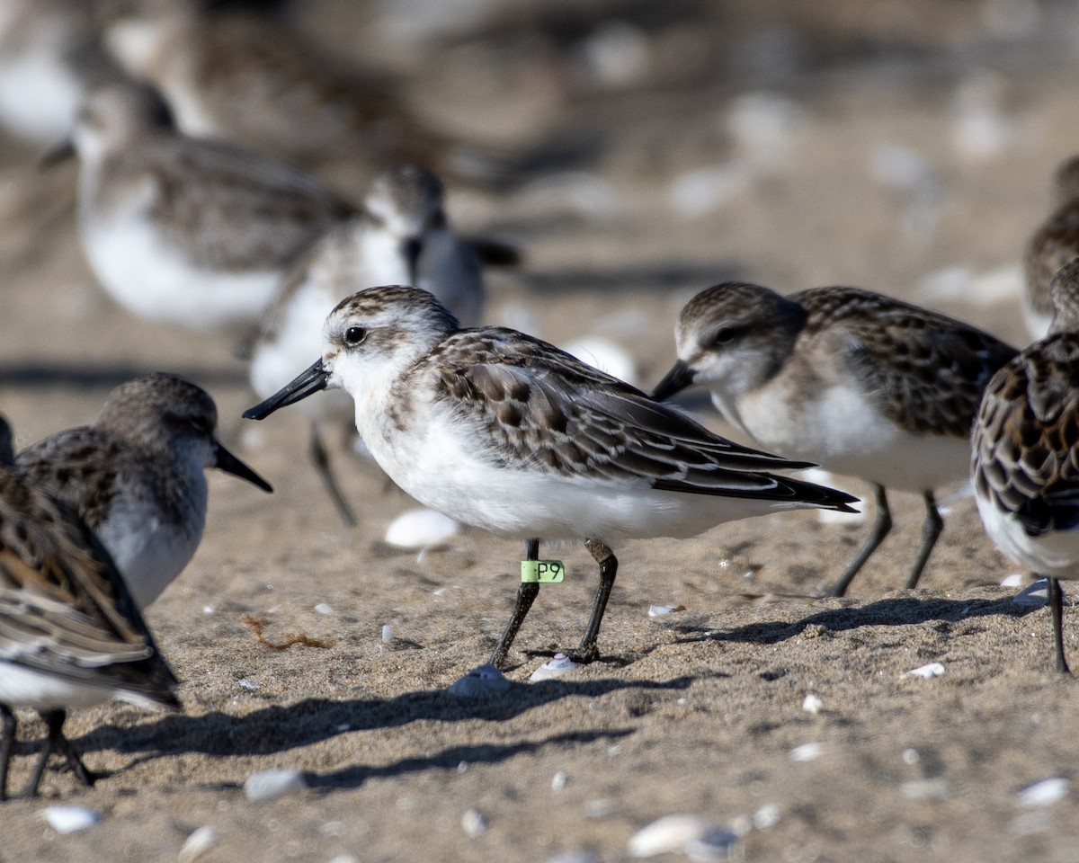 Spoon-billed Sandpiper - ML642367104