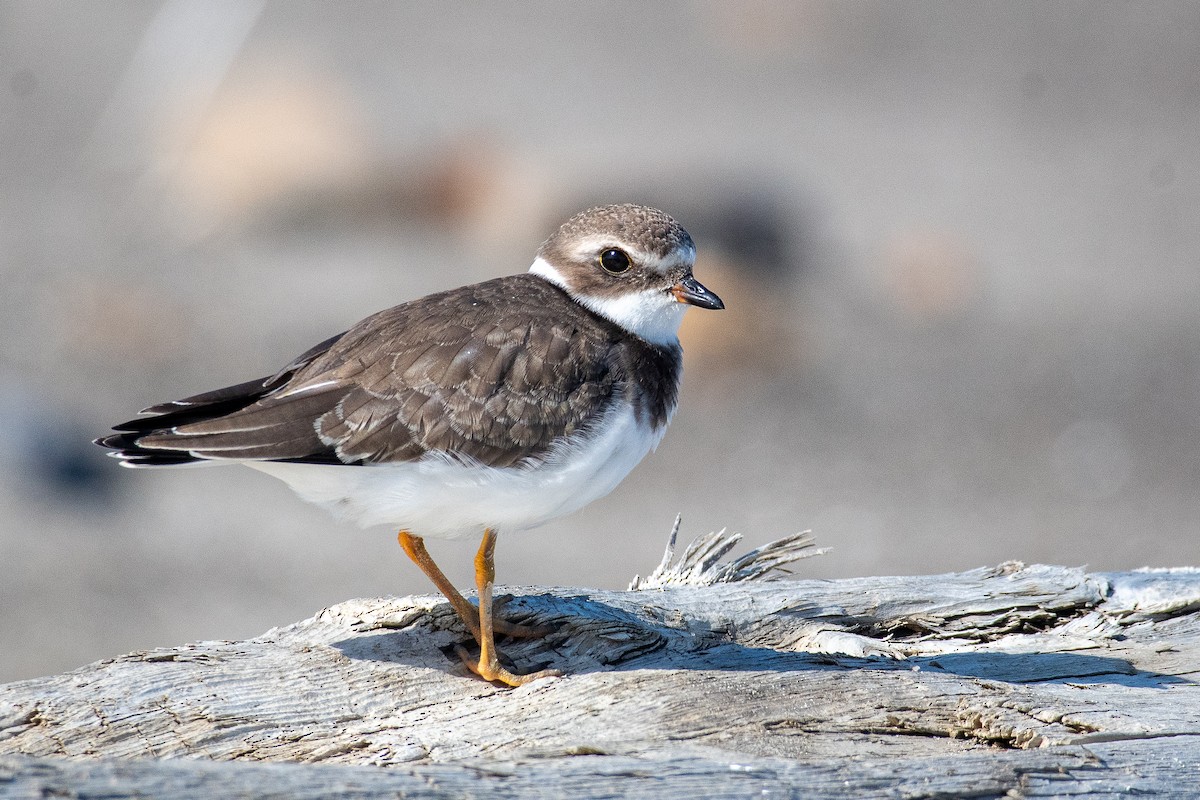 Semipalmated Plover - ML642367105