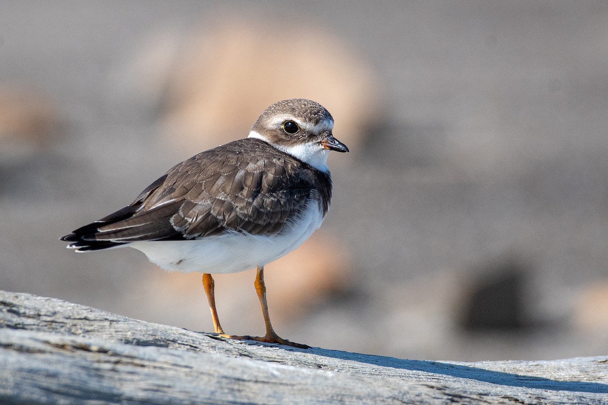 Semipalmated Plover - ML642367106