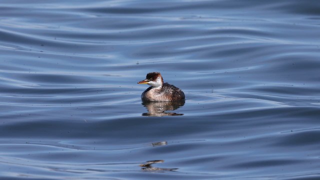 Titicaca Grebe - ML642367111