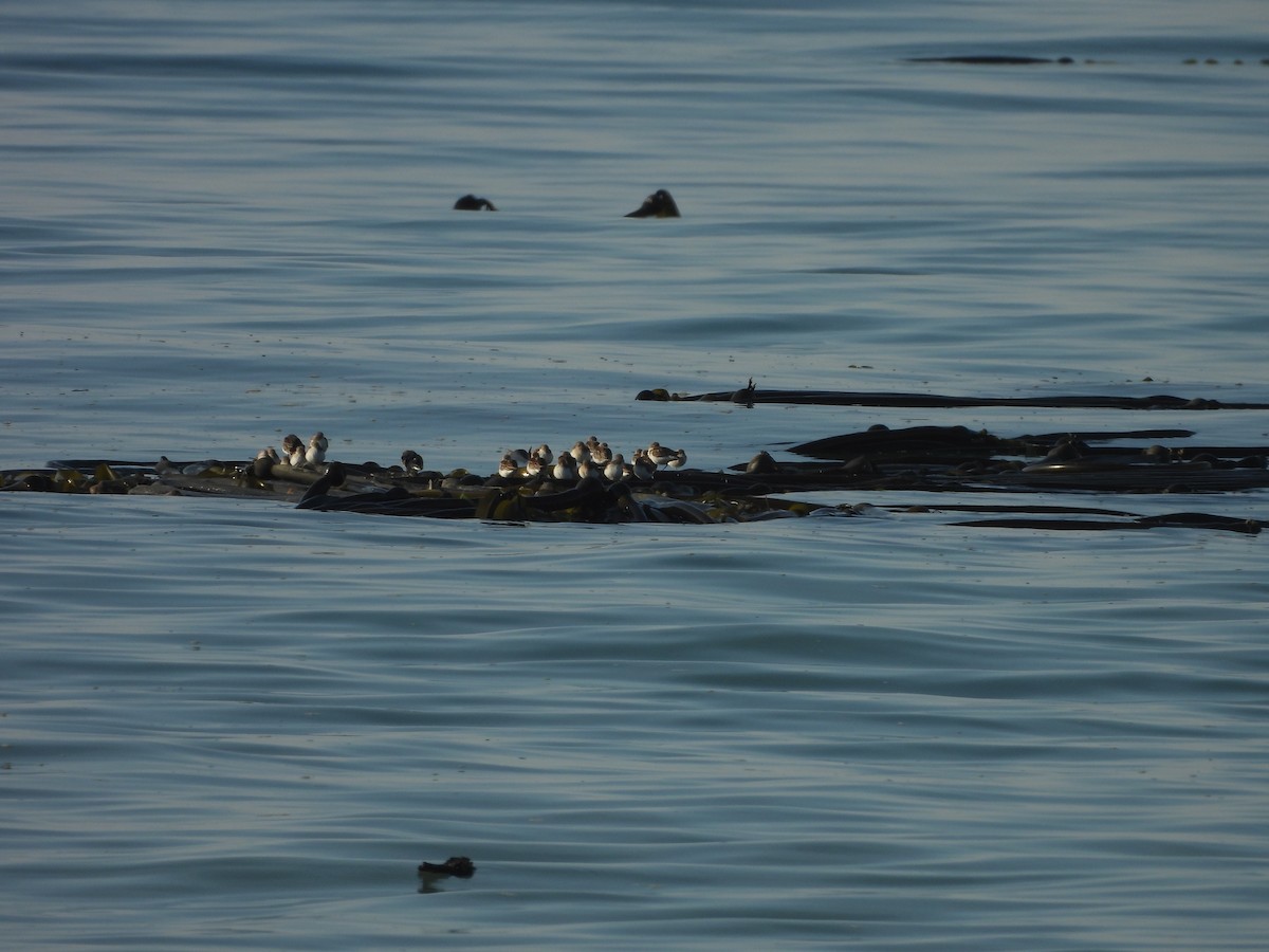 peep sp. - ML642367120