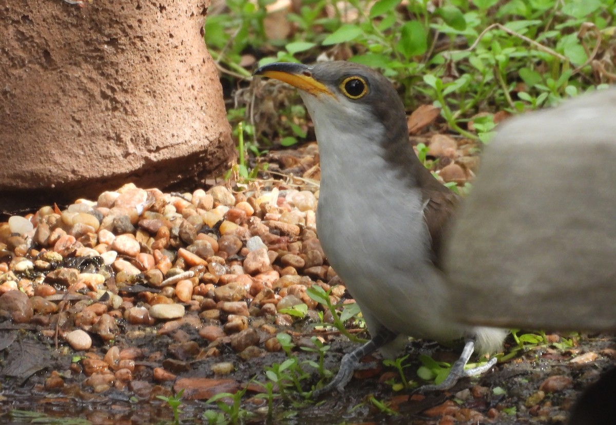 Yellow-billed Cuckoo - ML642367129
