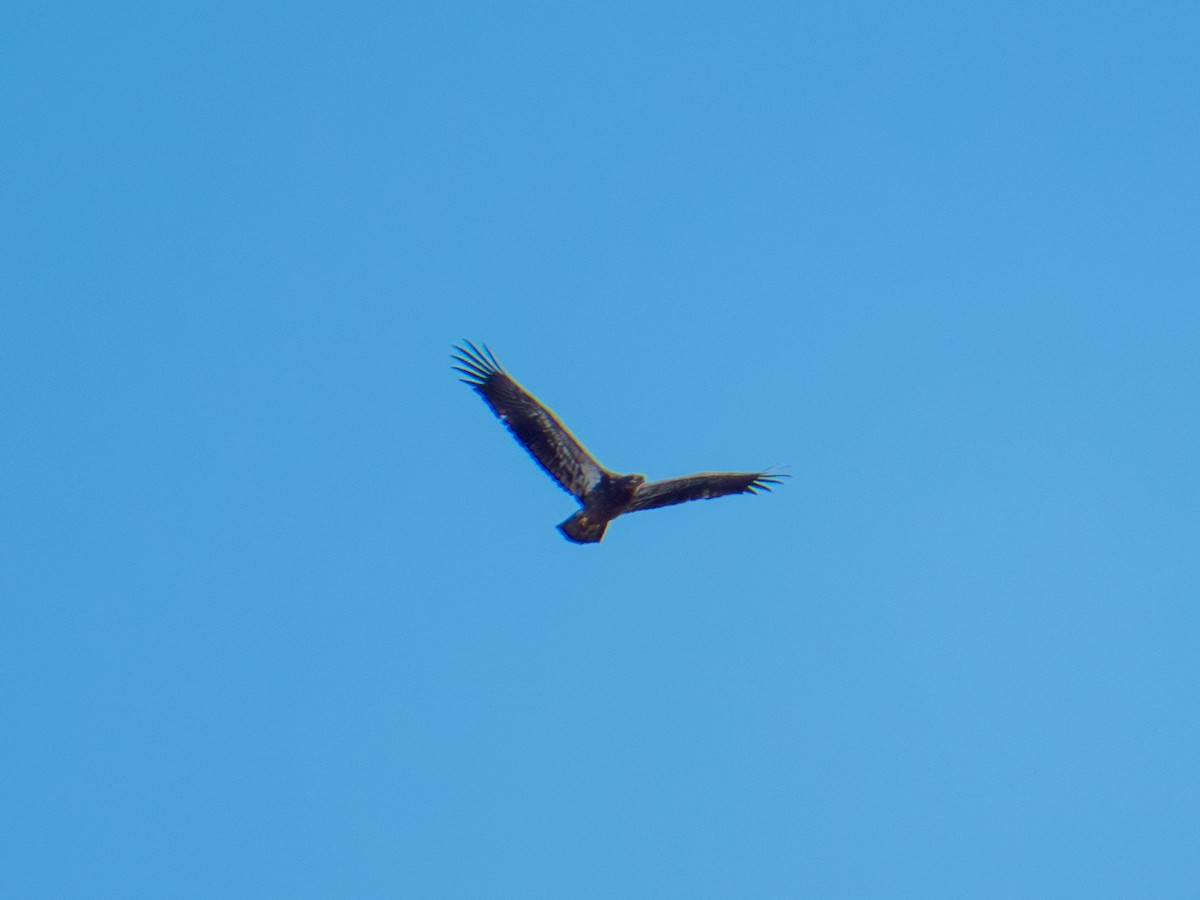 Bald Eagle - ML642367130