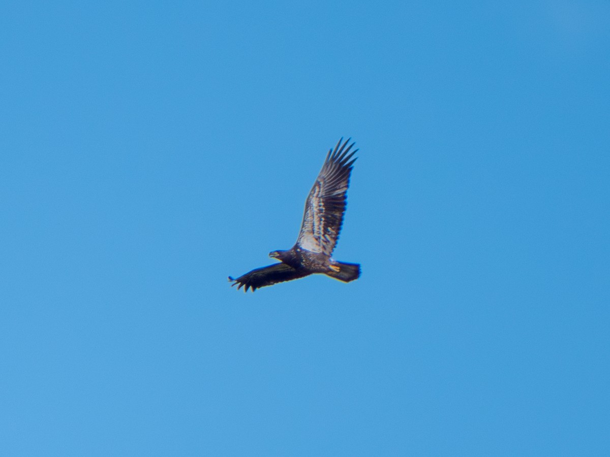 Bald Eagle - ML642367131