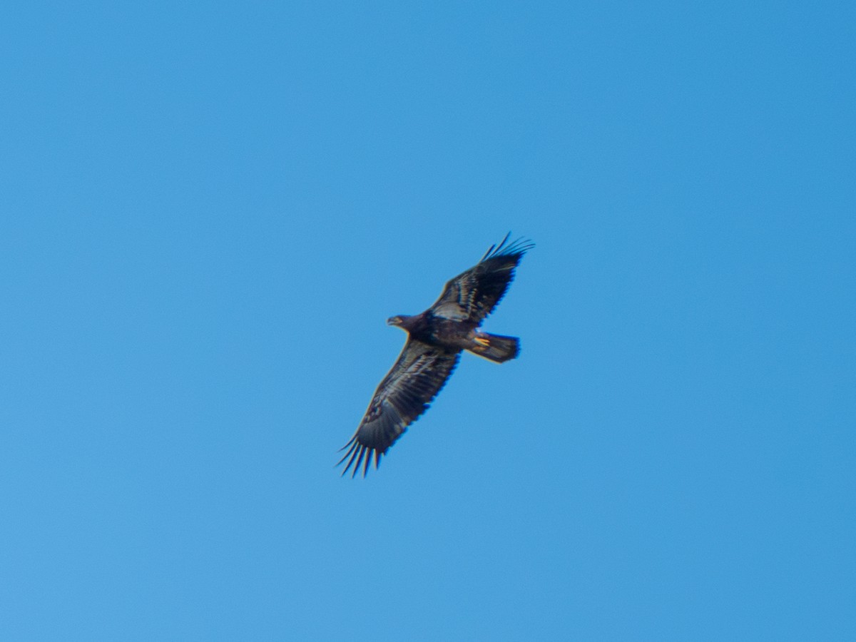 Bald Eagle - ML642367132