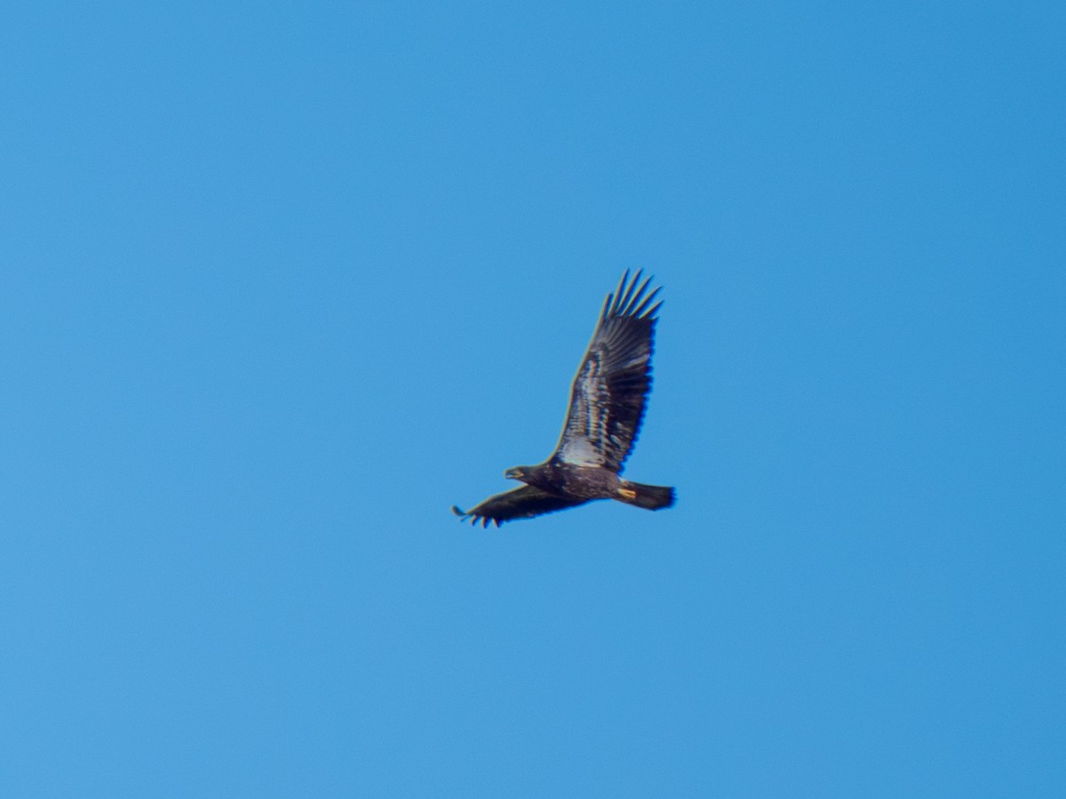 Bald Eagle - ML642367133