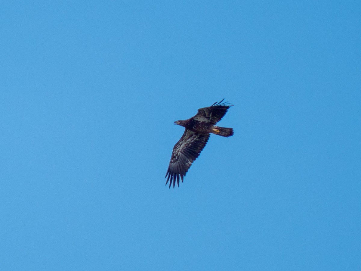 Bald Eagle - ML642367134