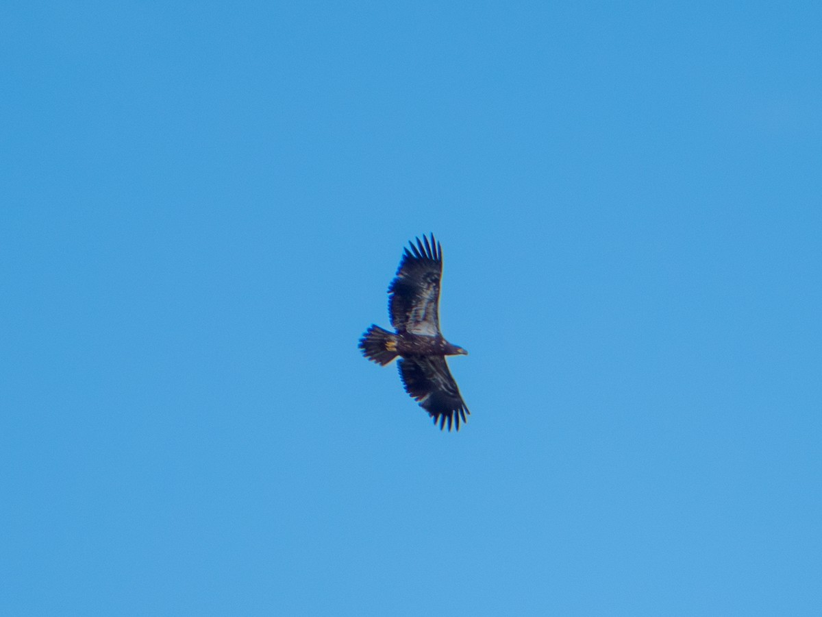 Bald Eagle - ML642367135