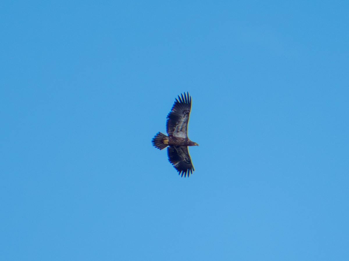Bald Eagle - ML642367136