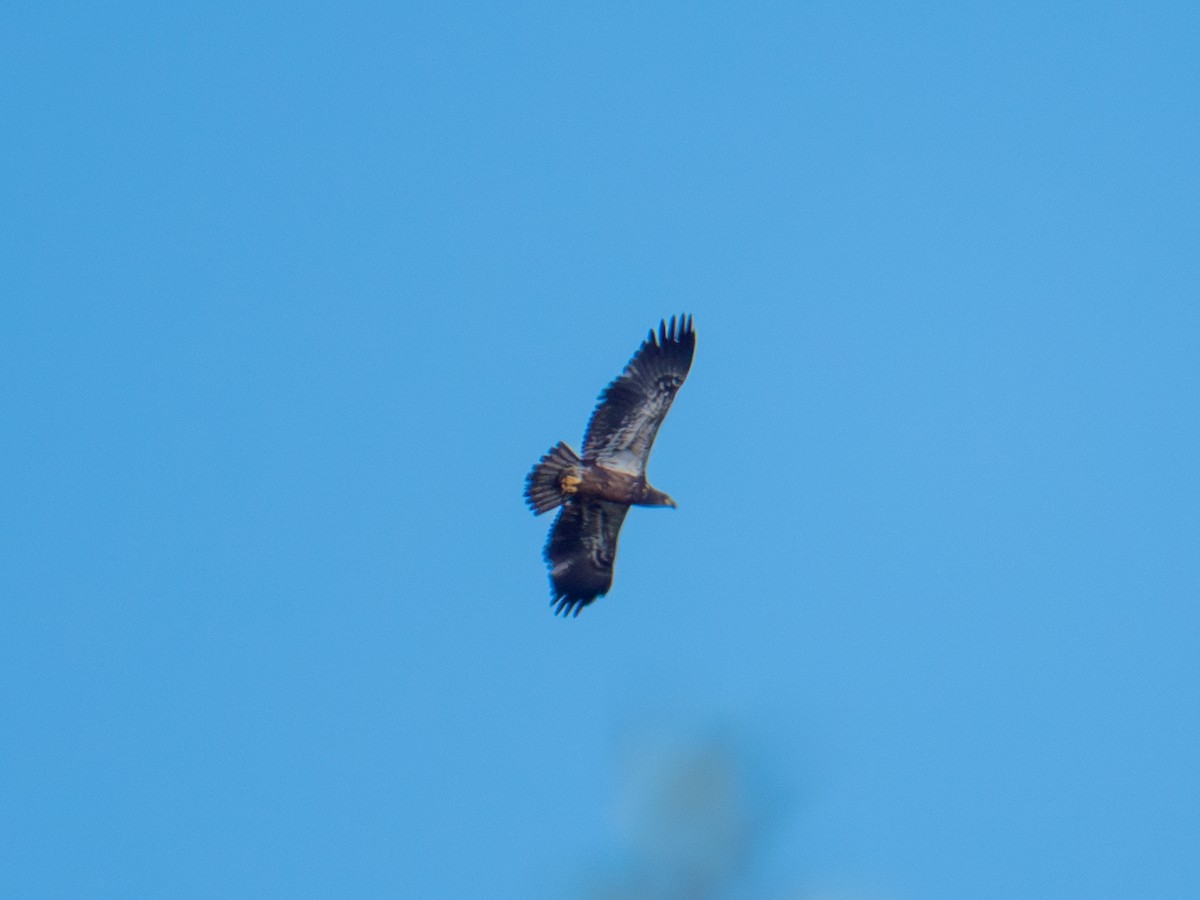 Bald Eagle - ML642367137