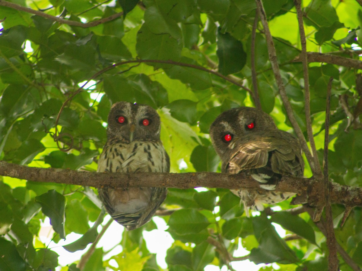 Mottled Owl - ML642367146
