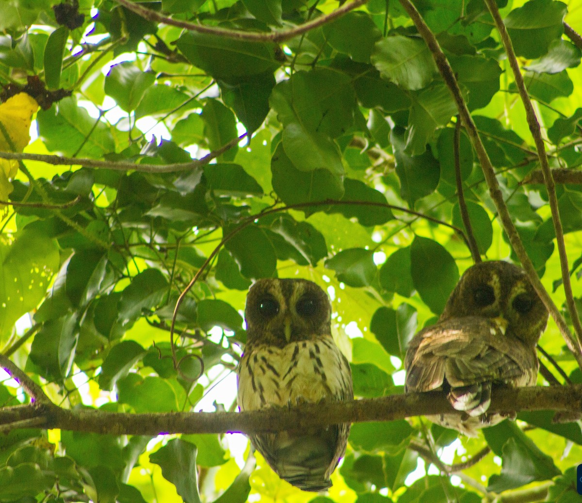 Mottled Owl - ML642367147