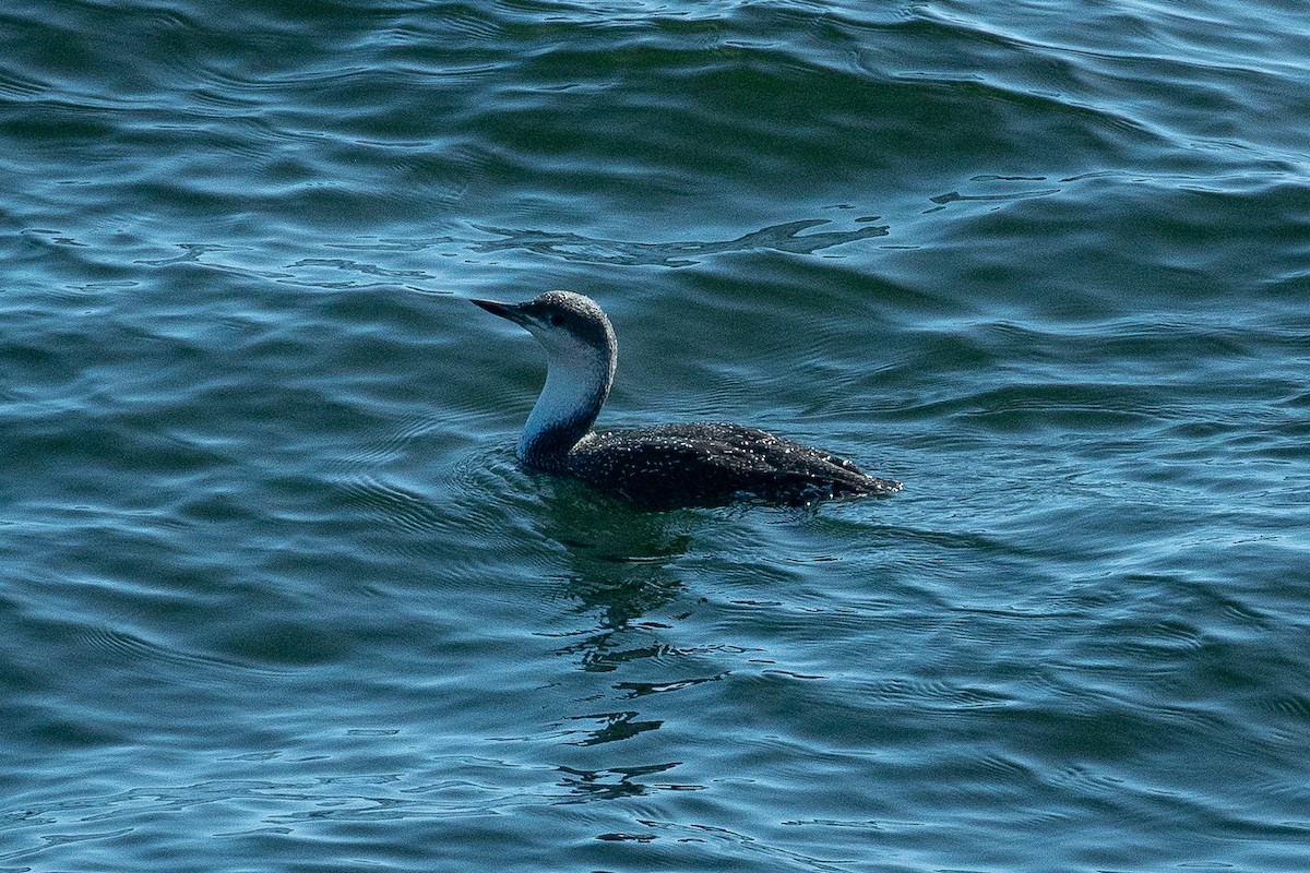 Red-throated Loon - ML642367156