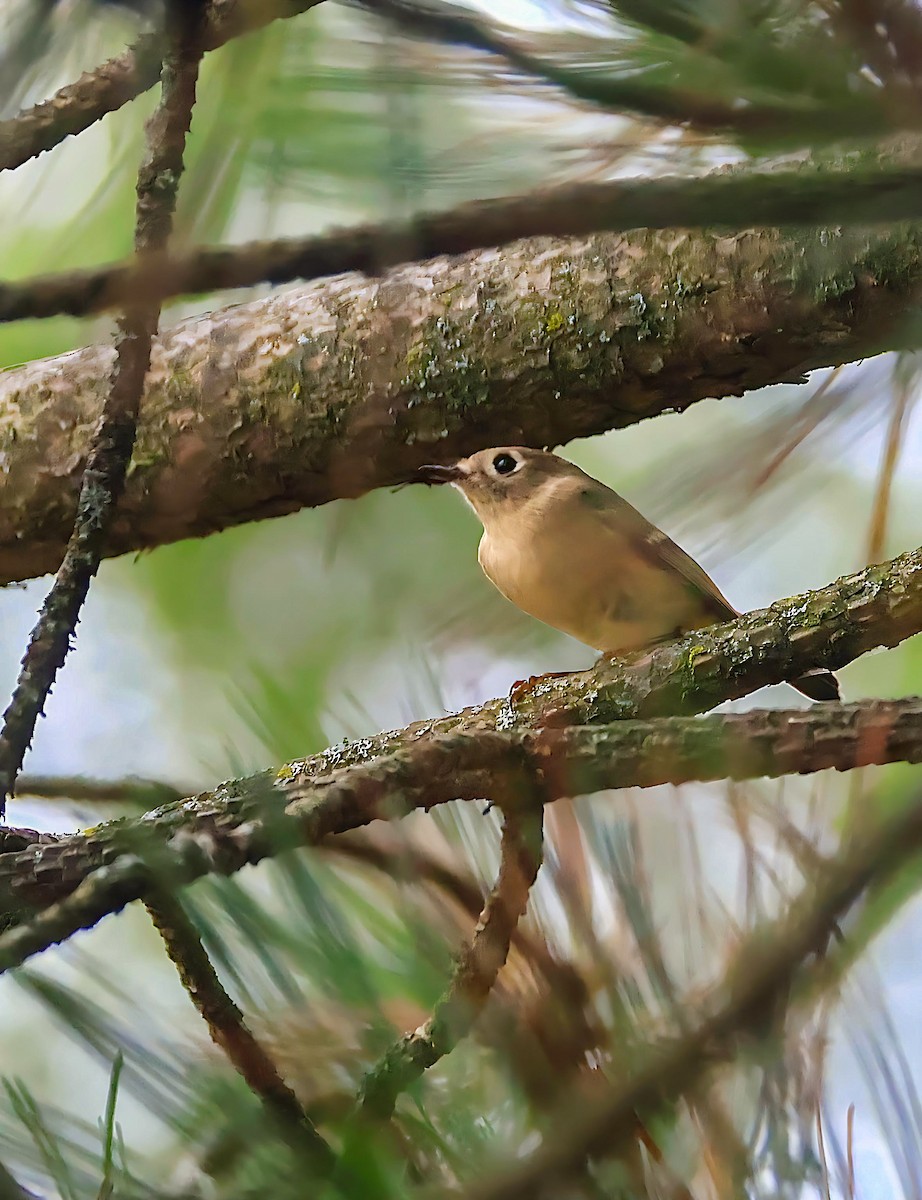 Ruby-crowned Kinglet - ML642367157
