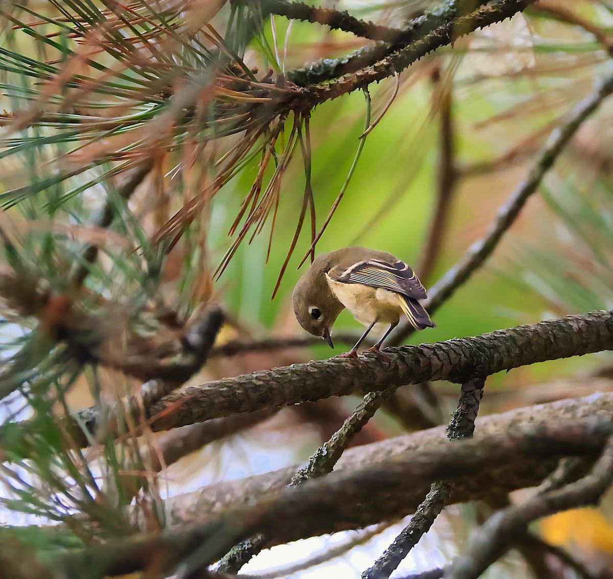 Ruby-crowned Kinglet - ML642367158