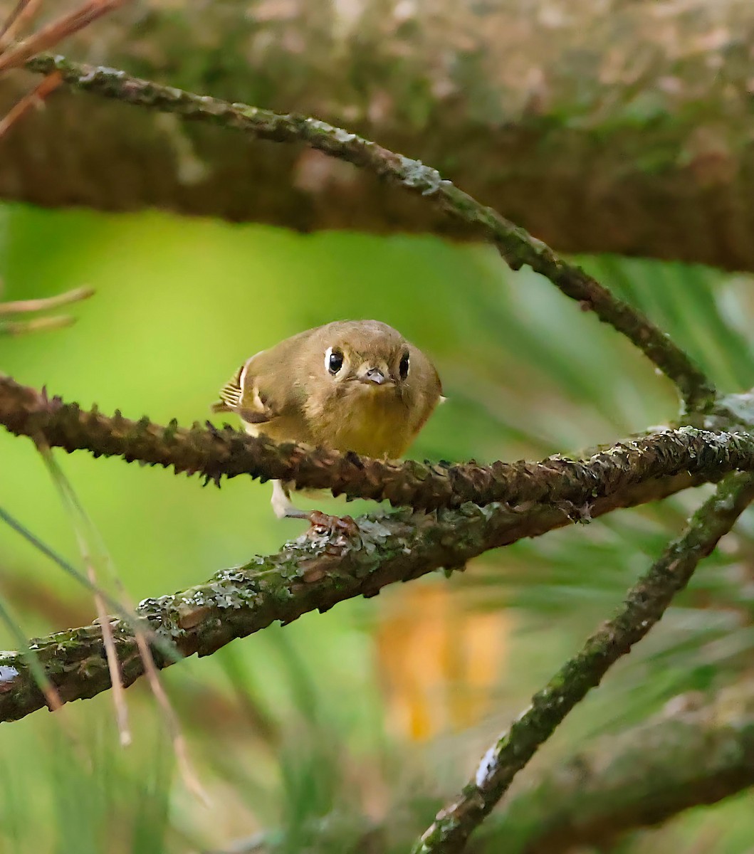 Ruby-crowned Kinglet - ML642367159