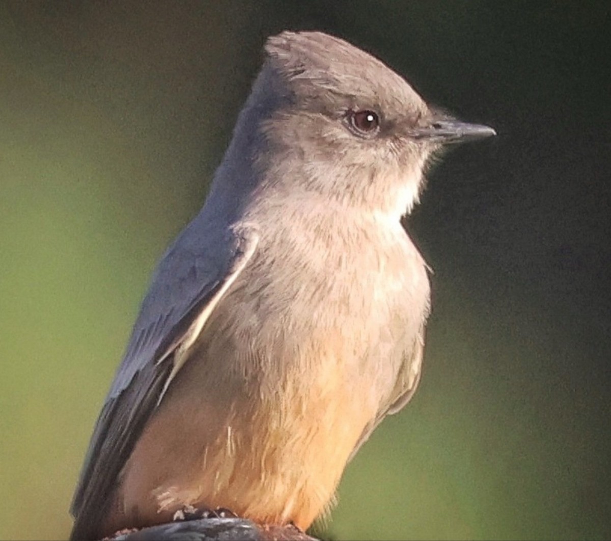Say's Phoebe - ML642367164