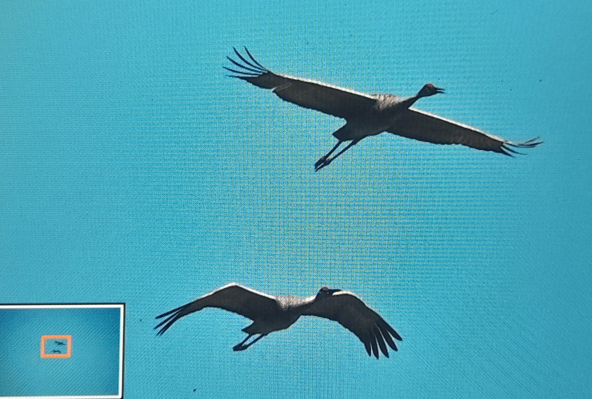 Sandhill Crane - ML642367165