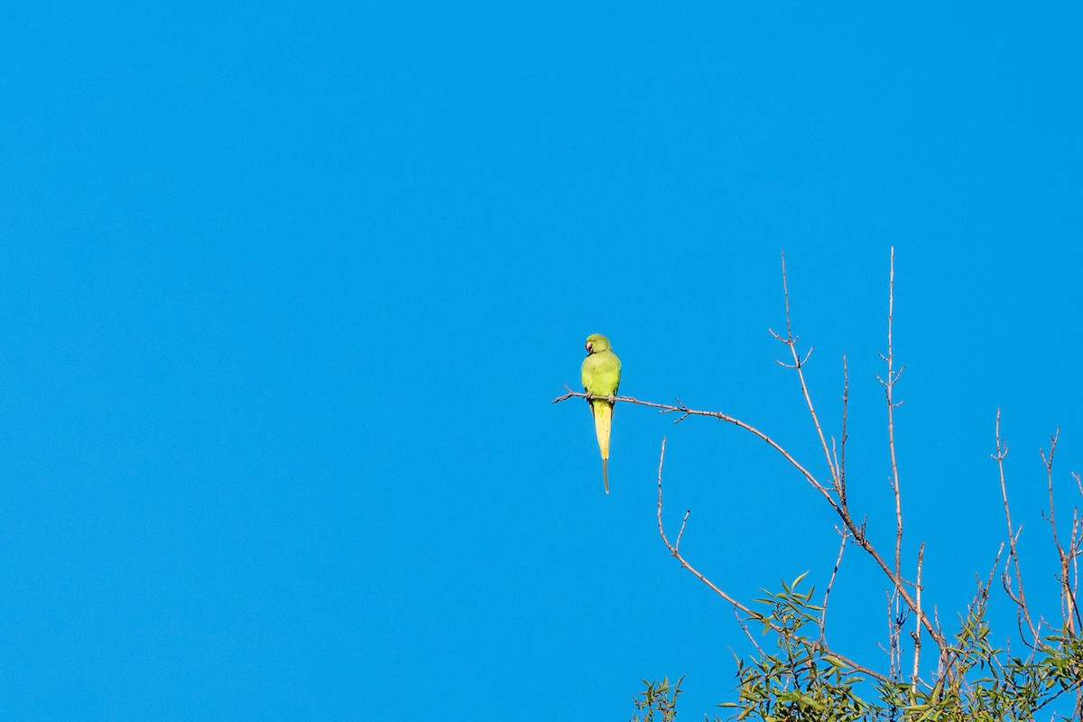 Rose-ringed Parakeet - ML642367169