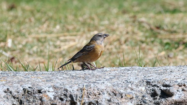 Peruvian Sierra Finch - ML642367173