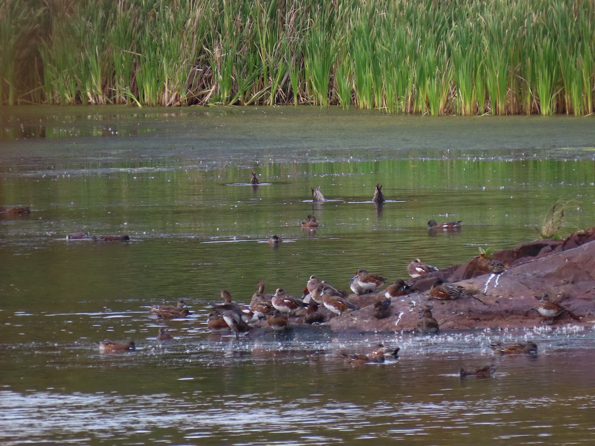 American Wigeon - ML642367202