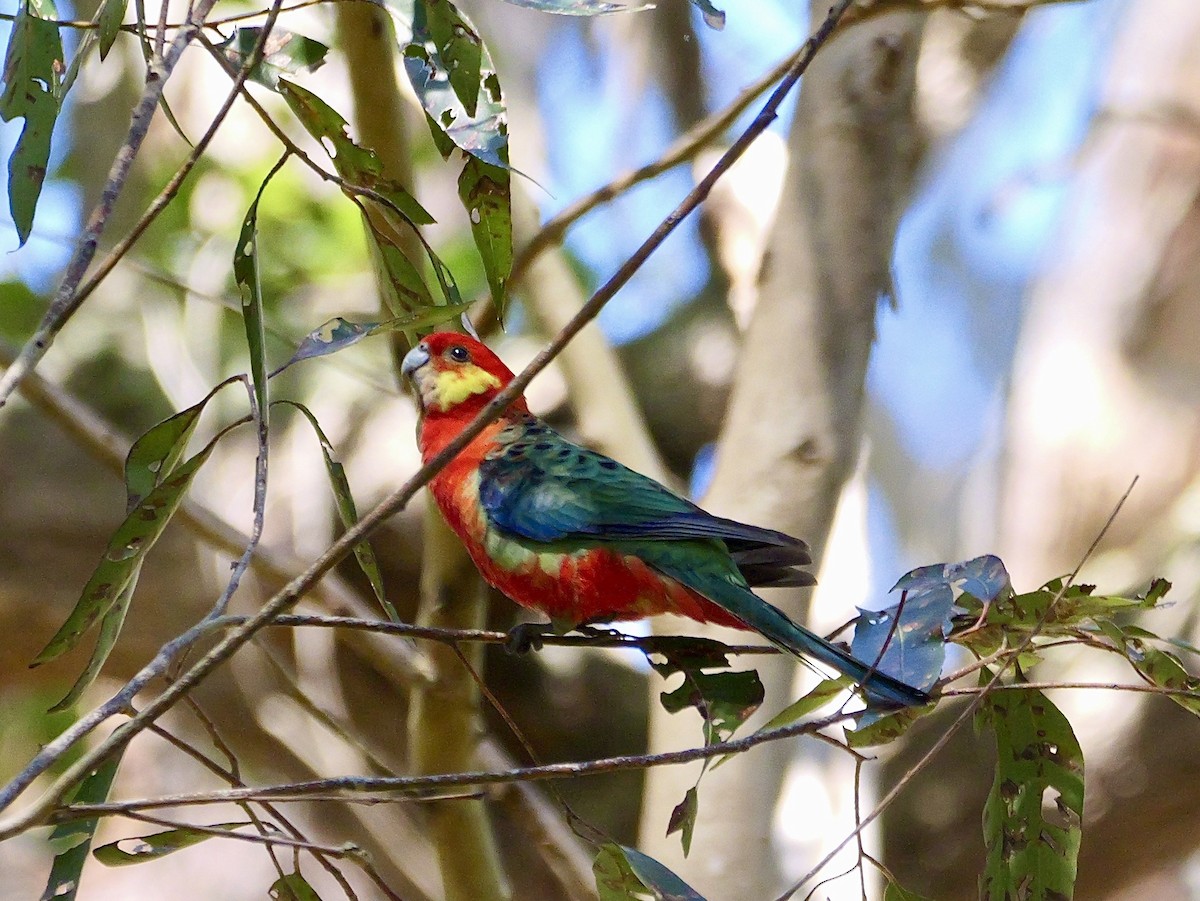 Western Rosella - ML642367204