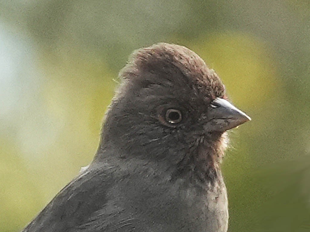 カリフォルニアムジトウヒチョウ - ML642367211