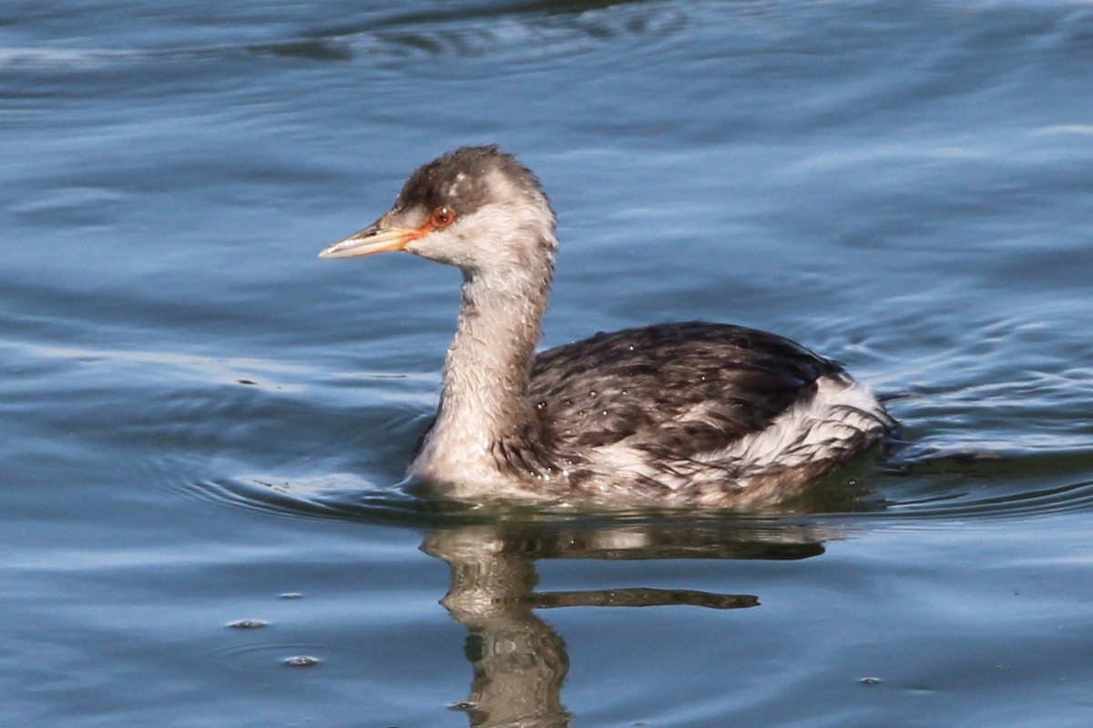 Horned Grebe - ML642367256