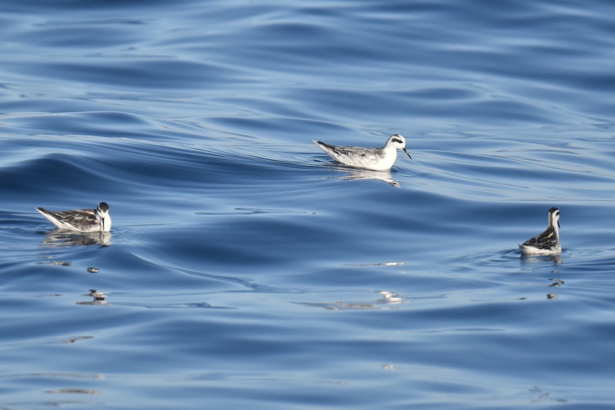 Phalarope à bec étroit - ML642367257