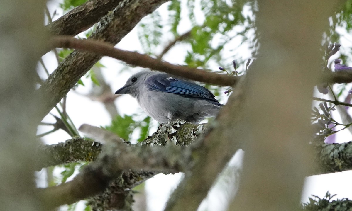 Blue-gray Tanager - ML642367268