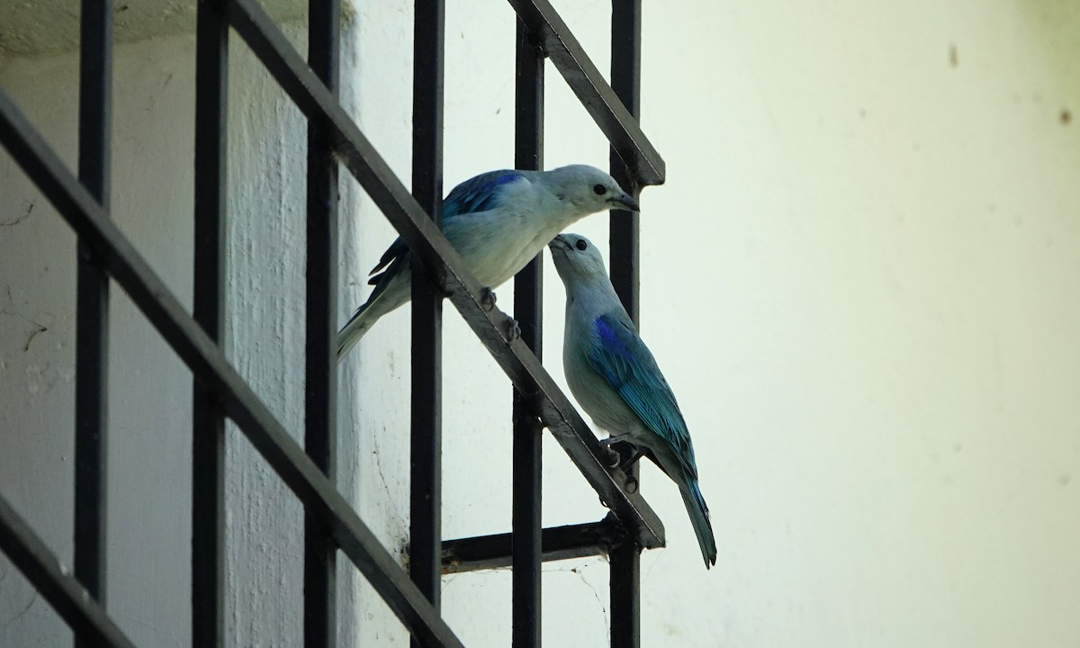 Blue-gray Tanager - ML642367269