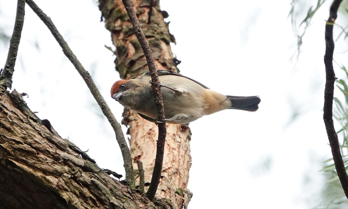 Scrub Tanager - ML642367272