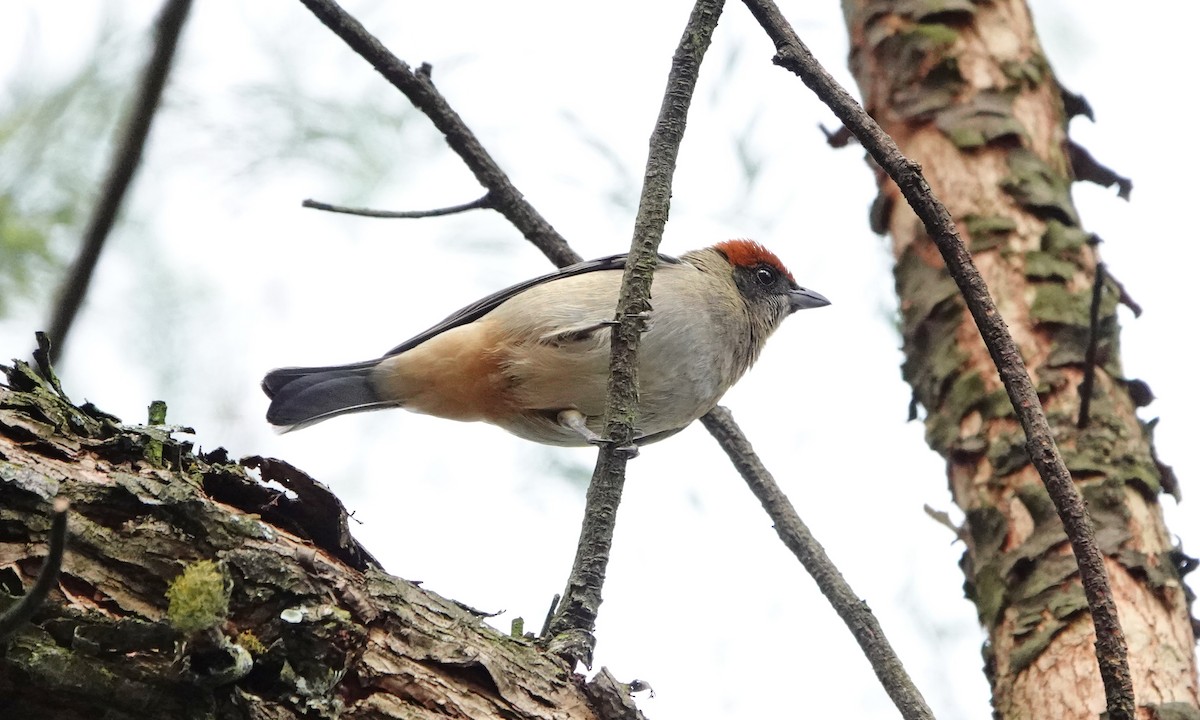 Scrub Tanager - ML642367273
