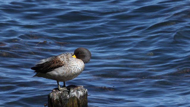 Yellow-billed Teal - ML642367274