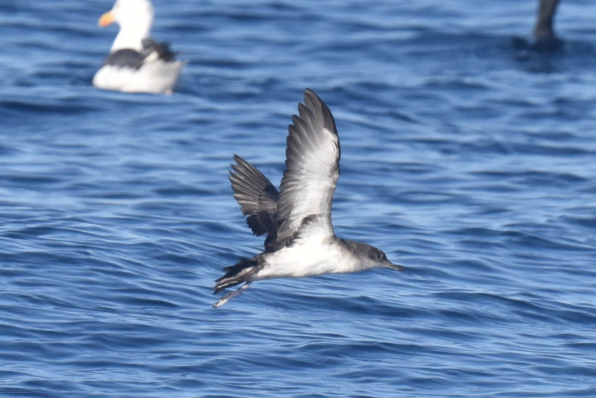 Puffin cul-noir - ML642367277