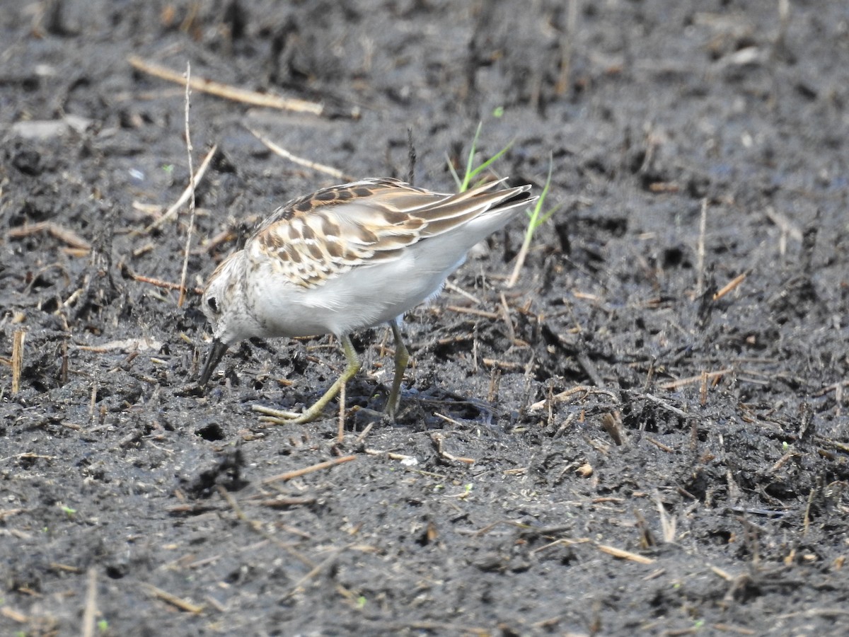 Least Sandpiper - ML642367281