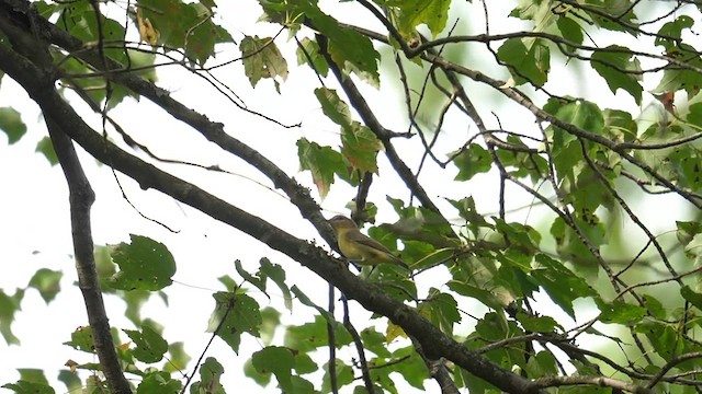 Philadelphia Vireo - ML642367283