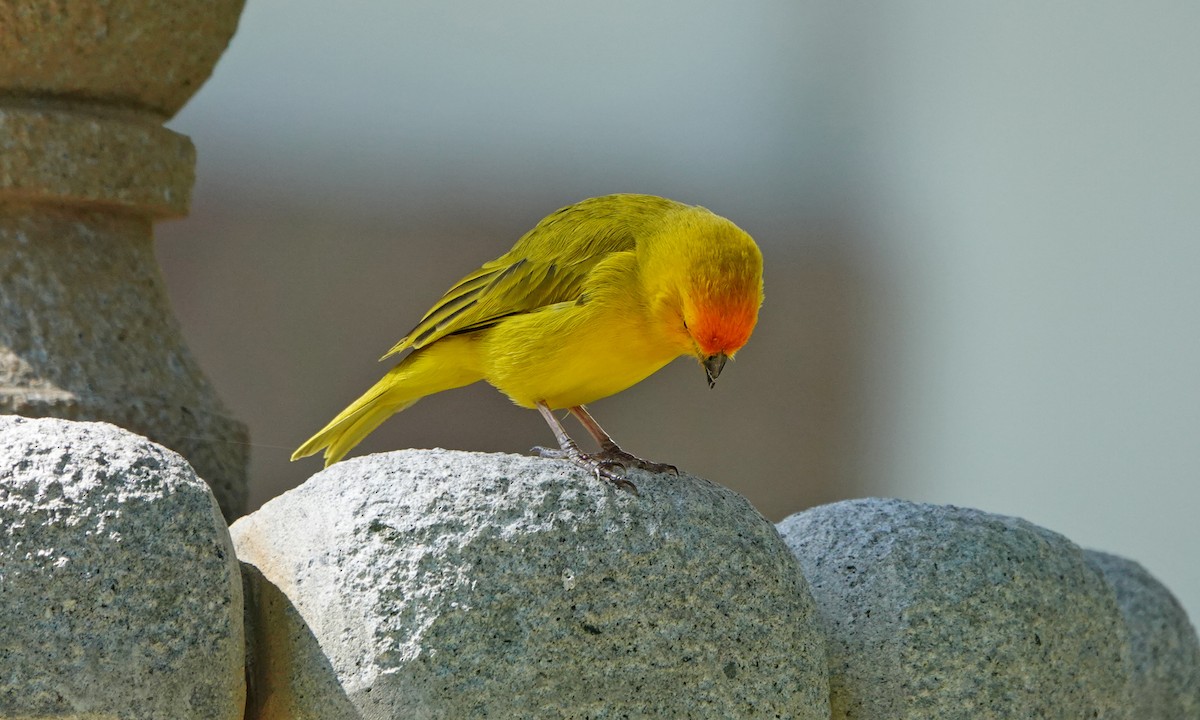 Saffron Finch - ML642367284