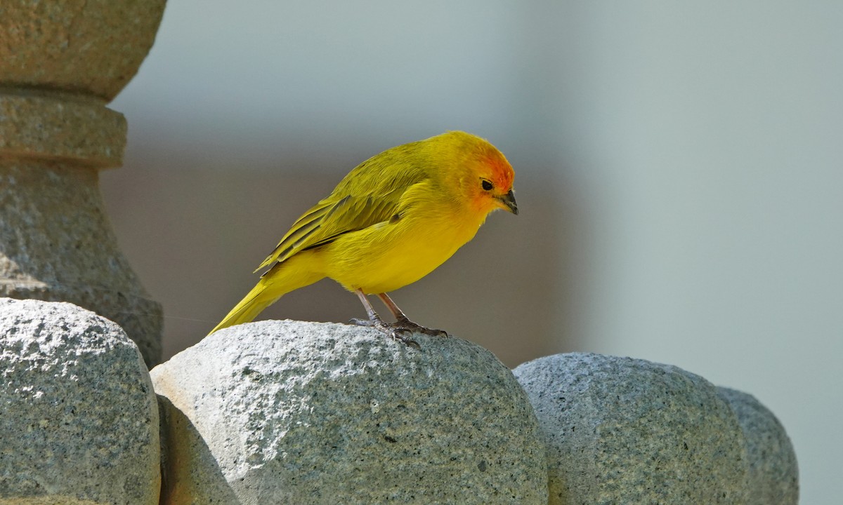 Saffron Finch - ML642367285