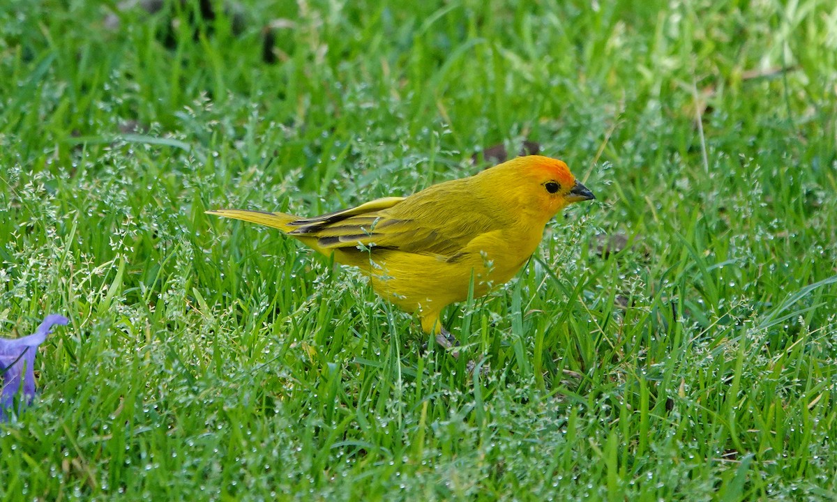 Saffron Finch - ML642367286