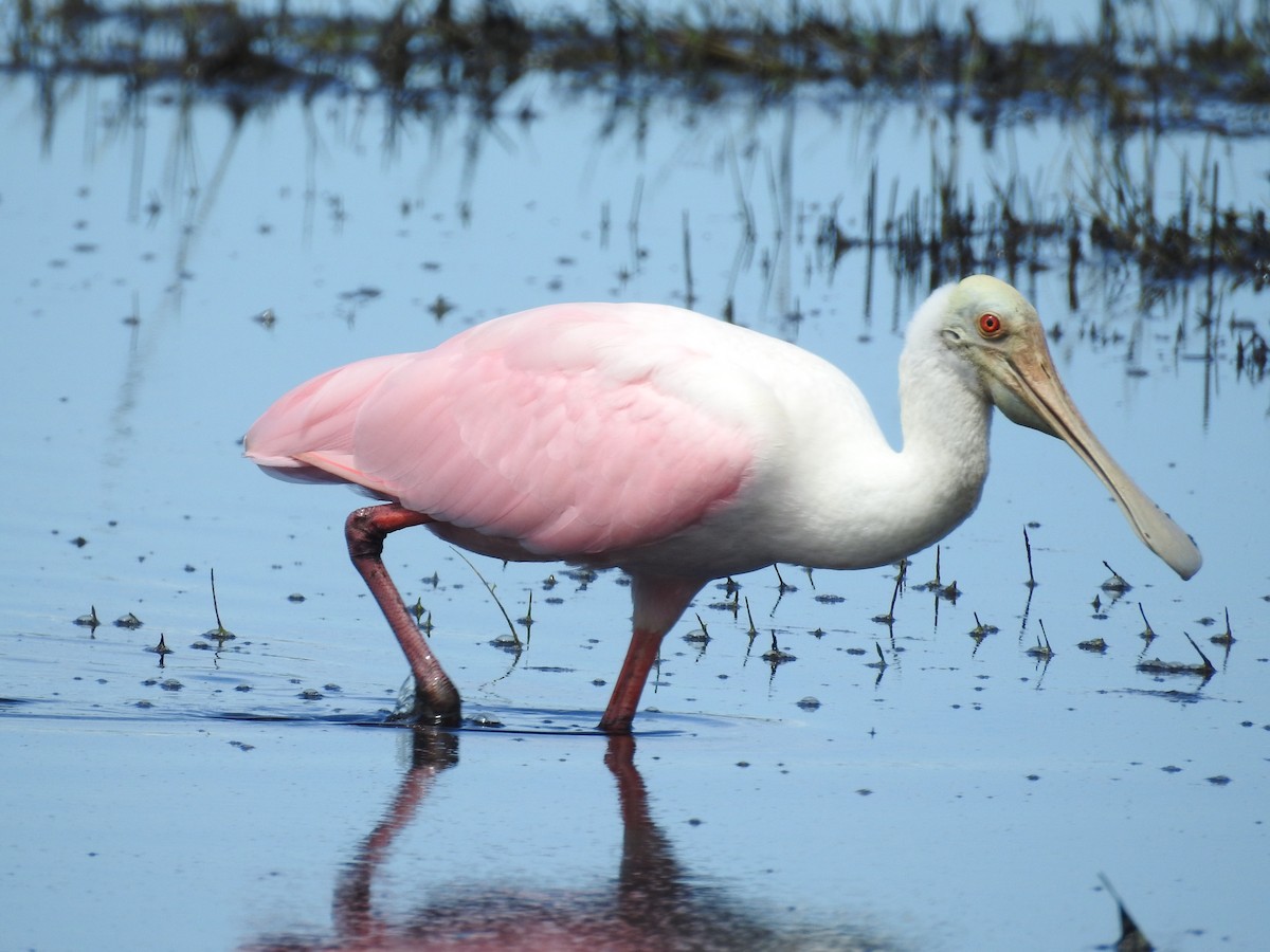 rosenskjestork - ML642367287