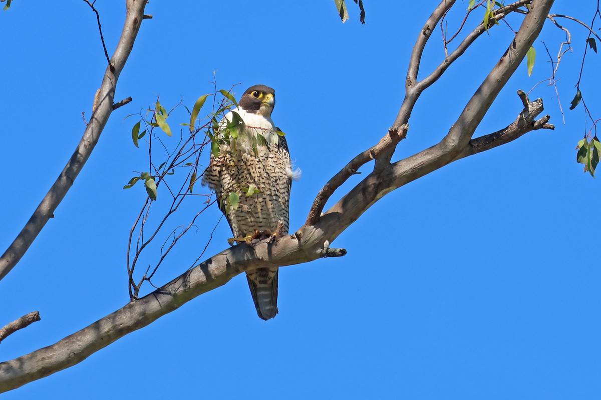 Peregrine Falcon (Australian) - ML642367299