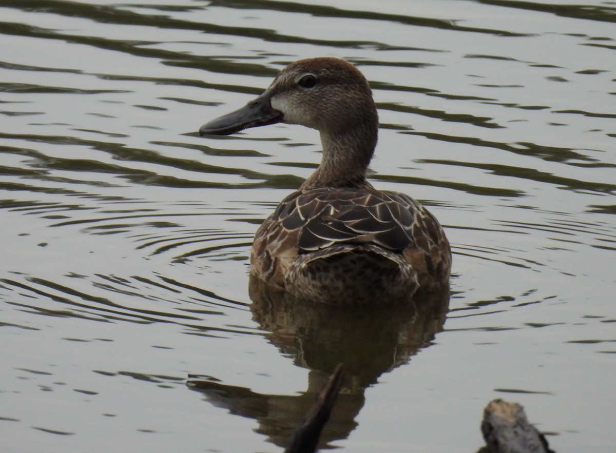 Blue-winged Teal - ML642367300