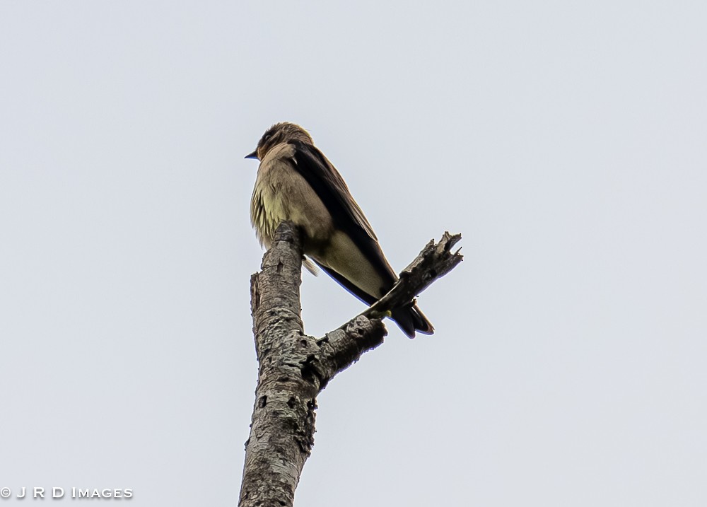 Southern Rough-winged Swallow - ML642367309