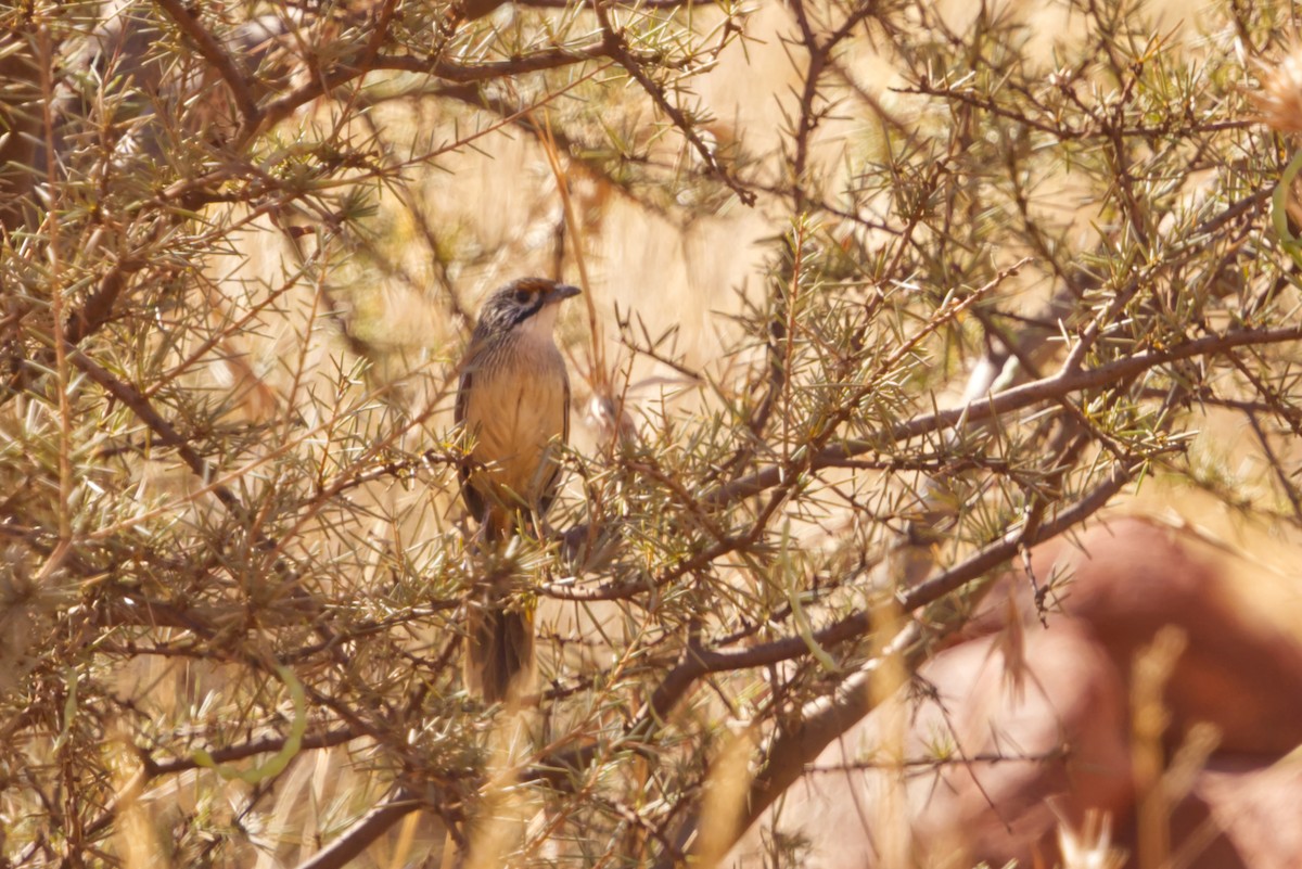 Pilbara Grasswren - ML642367314