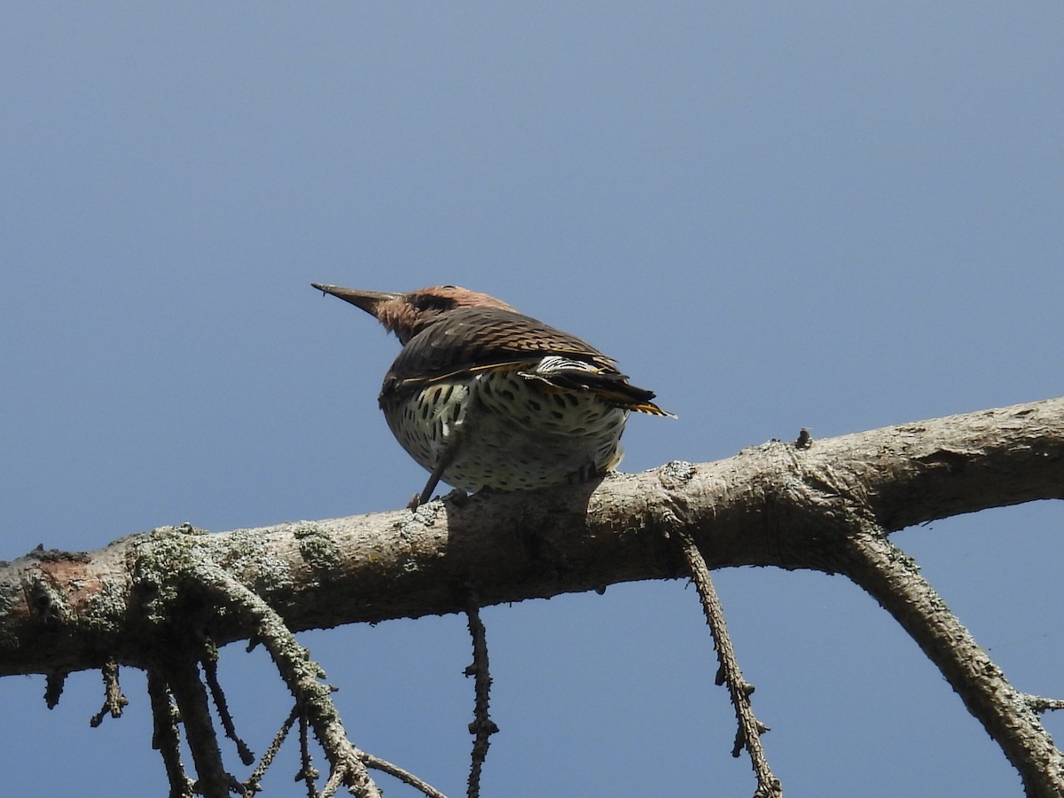 Northern Flicker - ML642367326